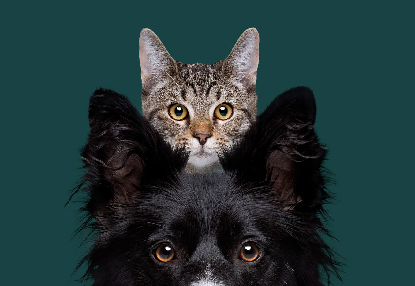 Dog and Cat Pet Portraits