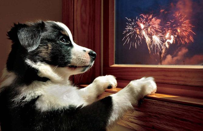 The purr-fect top five tips to keep your pets calm this Bonfire Night! | Purr & Mutt