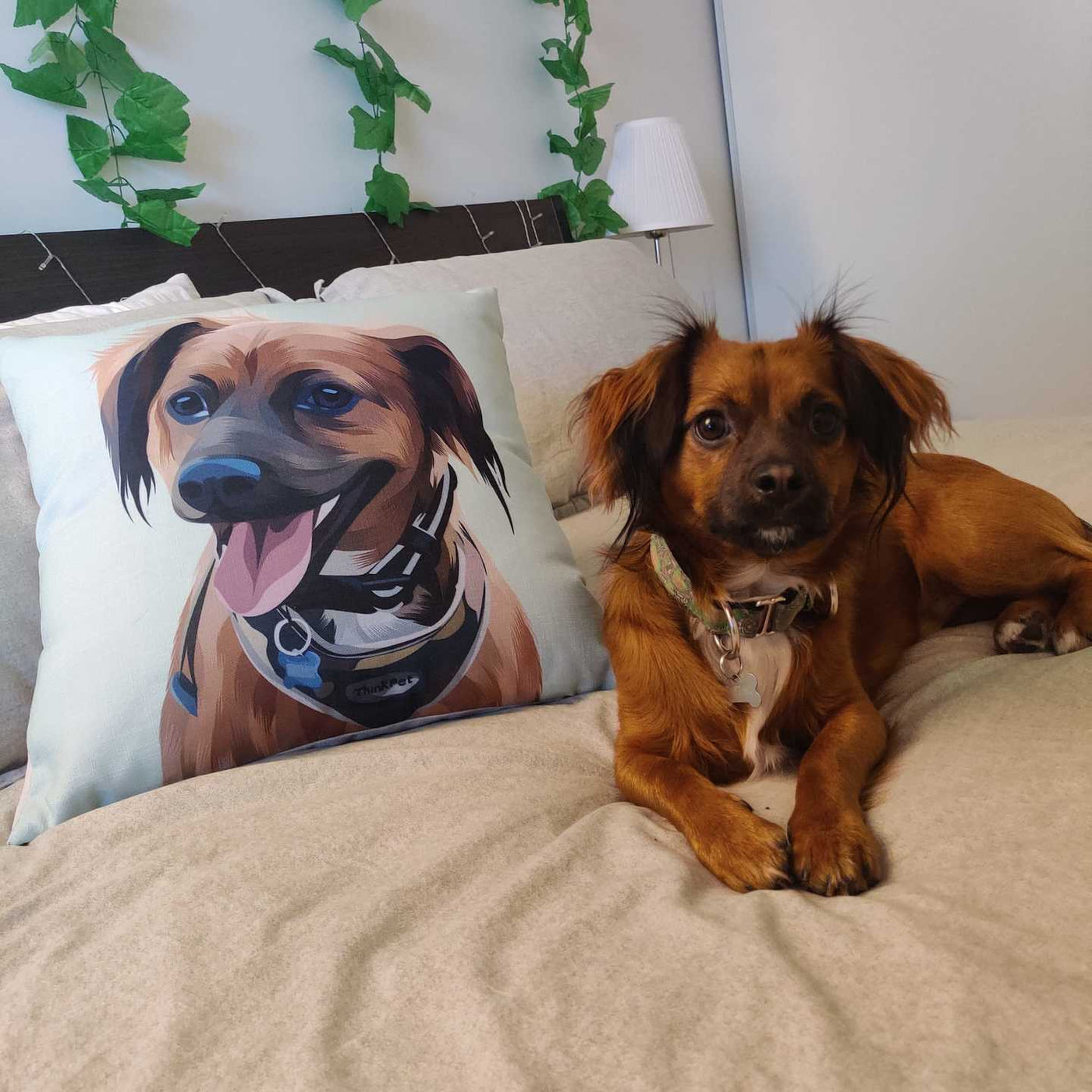 Modern - Custom Pet Cushion