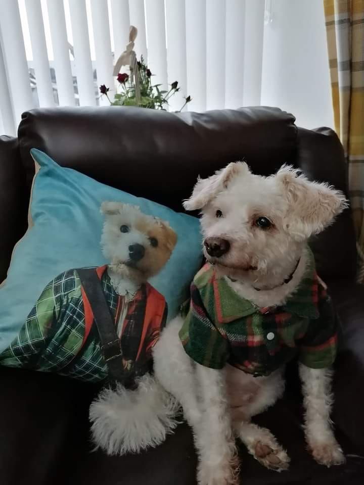 Scottish Gent - Custom Pet Cushion