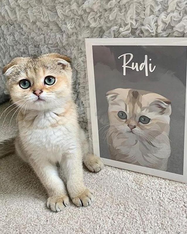 Modern - Custom Pet Portrait - Purr & Mutt